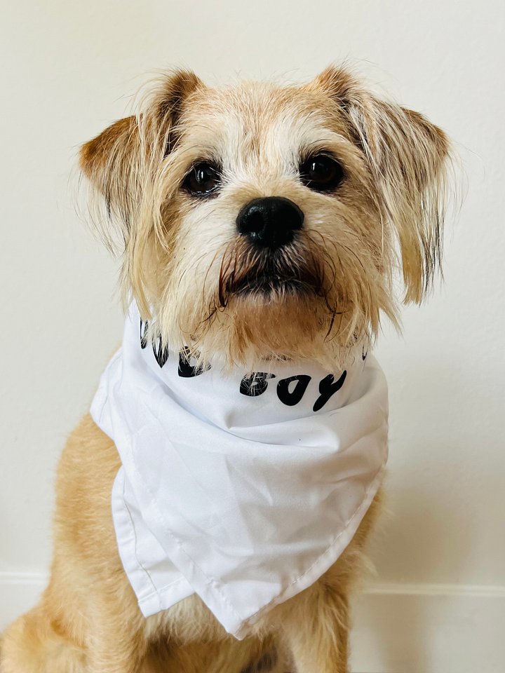 LTB A Good Boy Bandana product image (2)