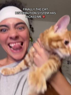 FINALLY 👹 #cat #catsoftiktok 