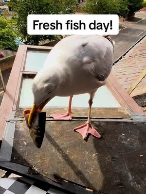 They cut it up just for steven 🥹 #fyp #foryou #seagull #birds #feedingsteven 
