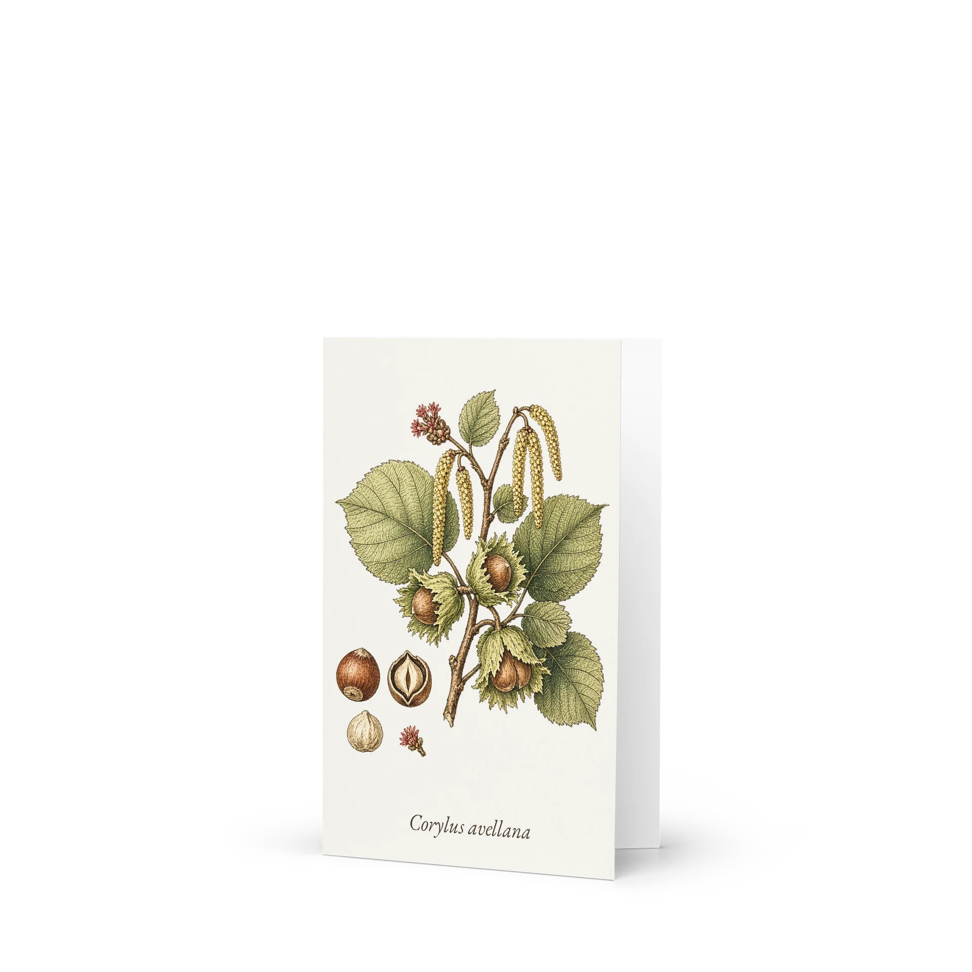 Vintage Botanical Hazelnut Greeting Card product image (1)