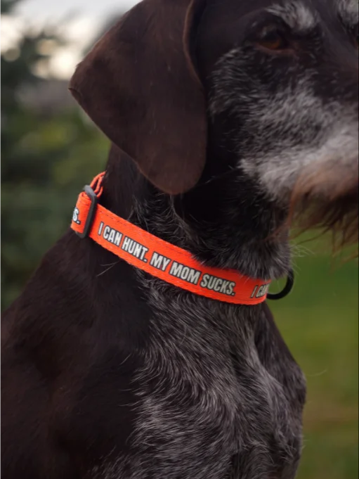 "I Can Hunt. My Mom Sucks" Upland Hunting Dog Collar product image (3)