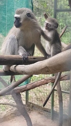 Happy Mother's Day from Shayna and her new Foster Mummy, Kate! 

These two are becoming more insperable as the days go by! Sh...