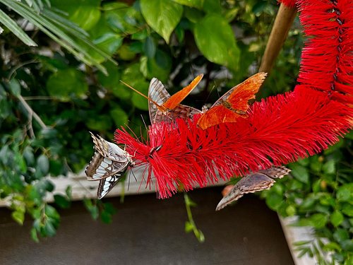 La casa delle #farfalle a #messina