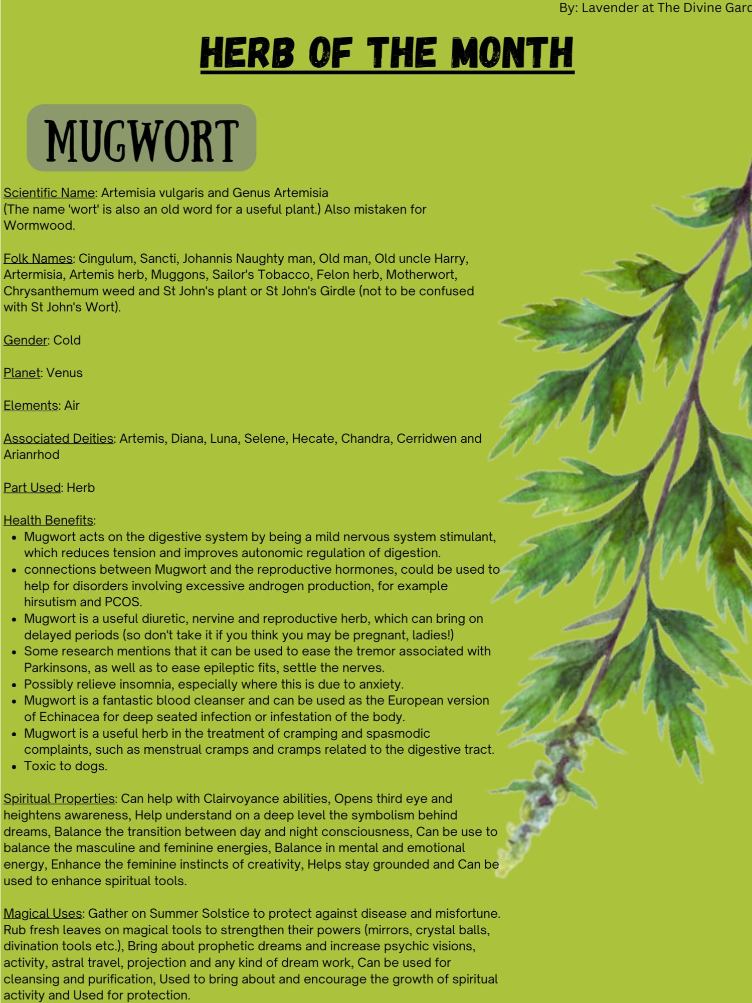 Mugwort product image (1)