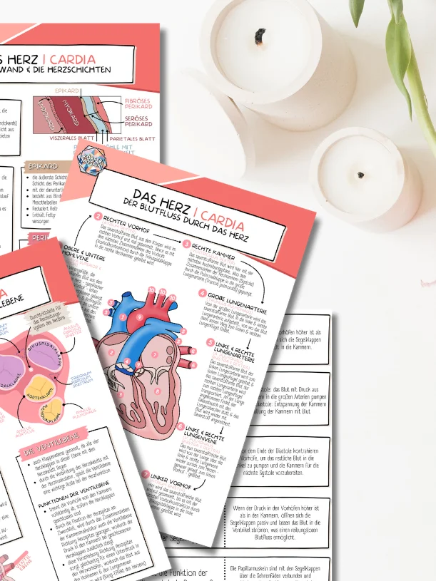 LernZettel 'Anatomie des Herzens' product image (4)