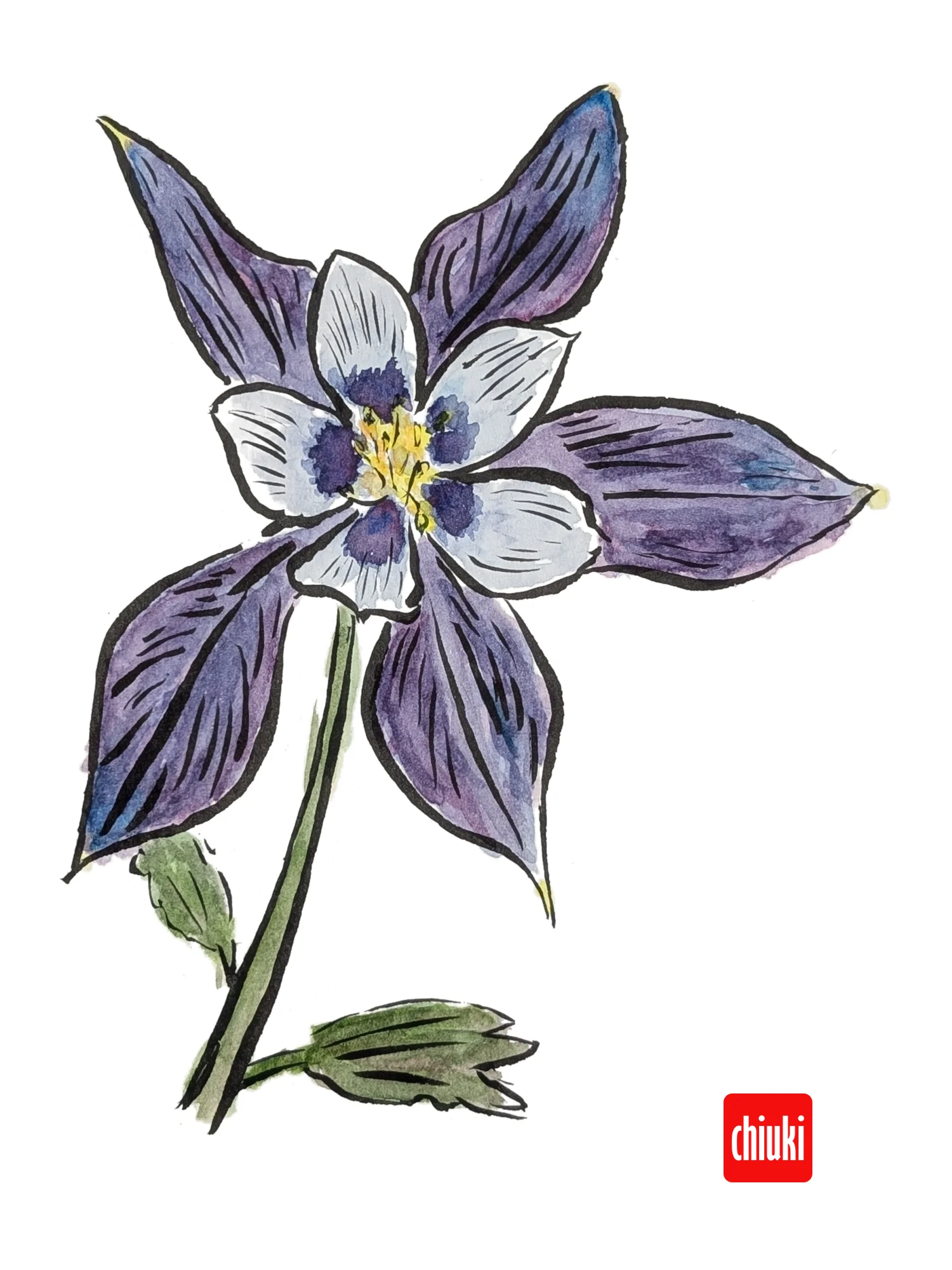 Rocky Mountain Columbine product image (1)