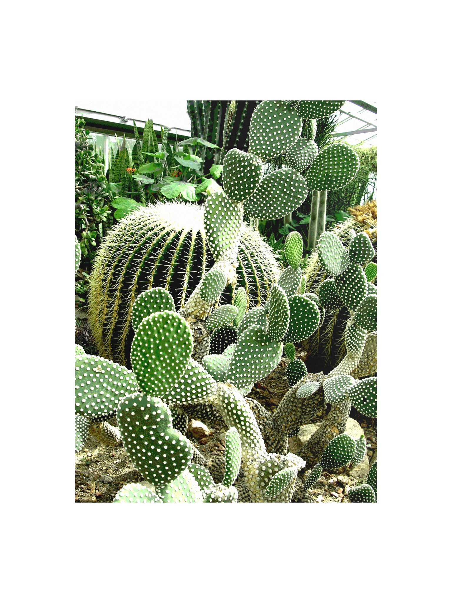 Cactus Tower 61d Poster product image (1)