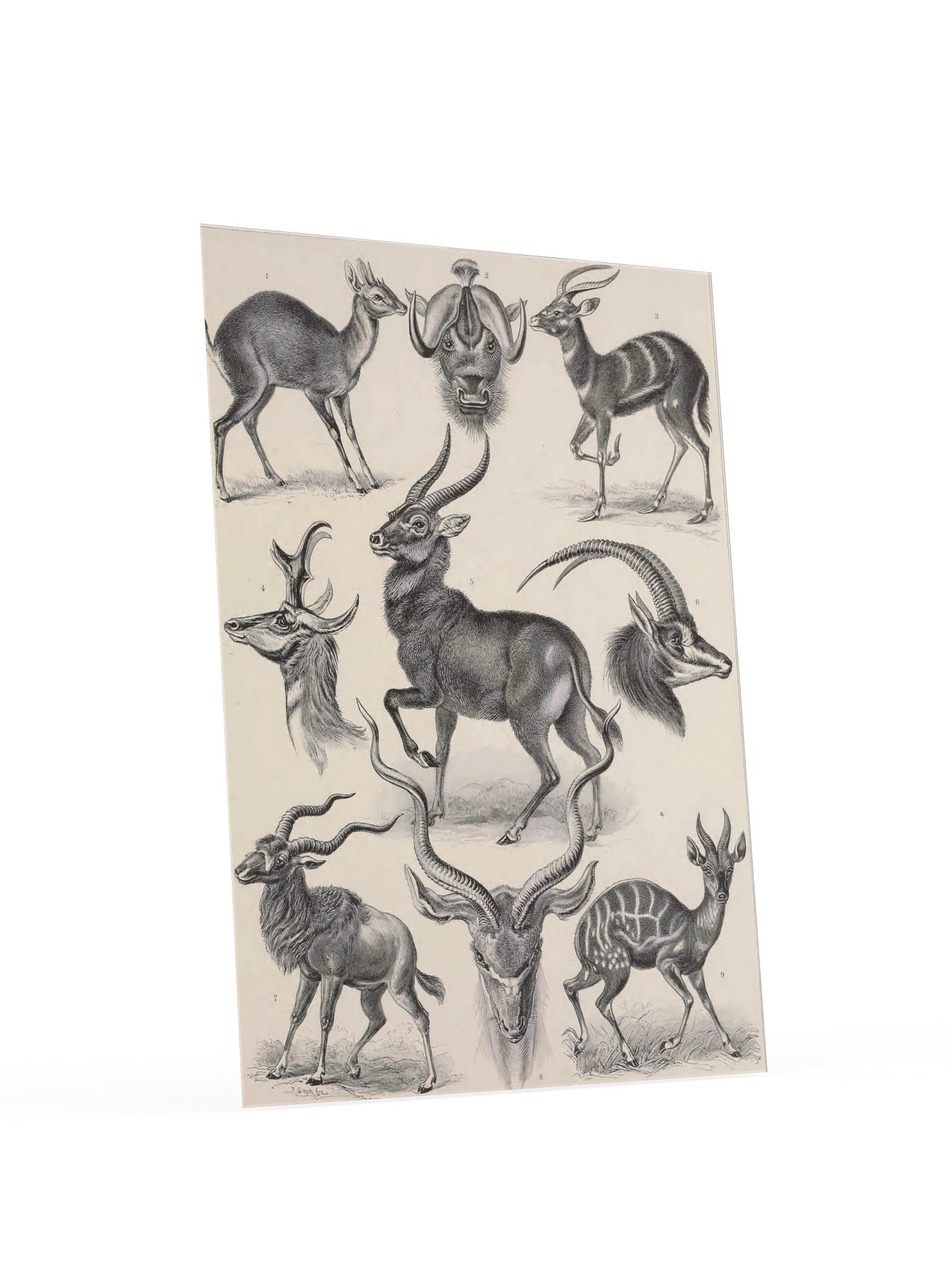 Antilopina; Antilope, Plate 100 – Haeckel Poster product image (4)