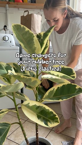 Any others you’d add?
More game changers and full care guide available on the Plant School Podcast Ep. 192! 

#houseplantcomm...