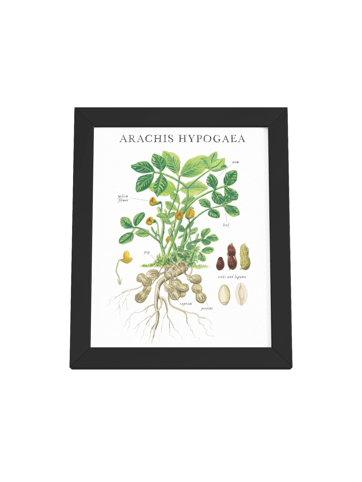 peanut plant product image (1)