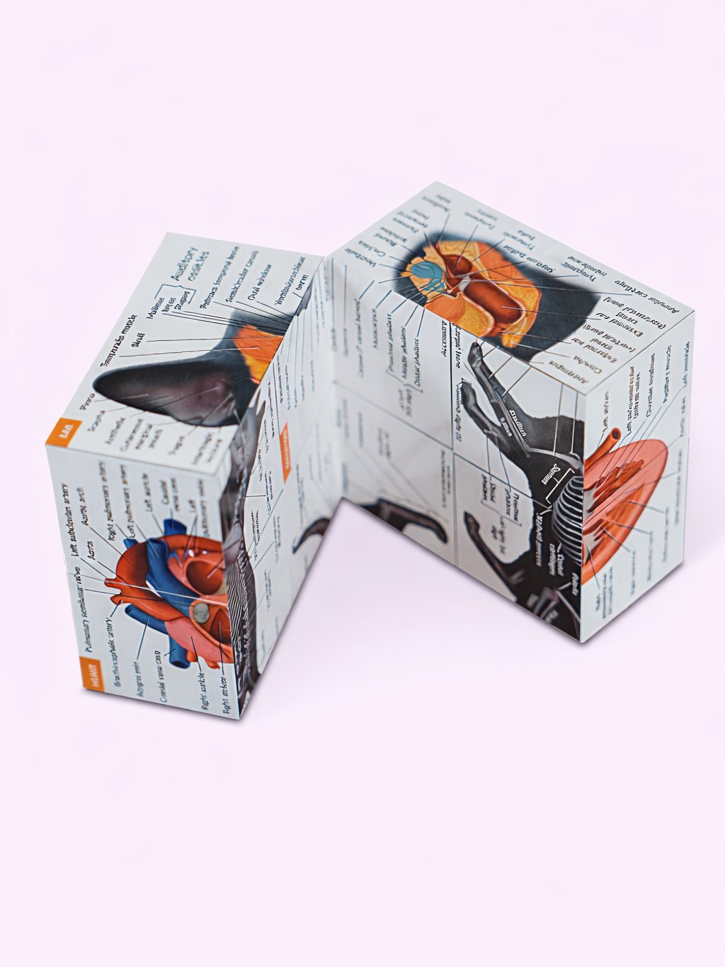 Anatomy Study Cubes (Feline & Human) product image (5)