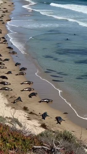 At first, the beach looked completely peaceful. Then seals started rushing out of the water, and a shark’s dorsal fin appeare...