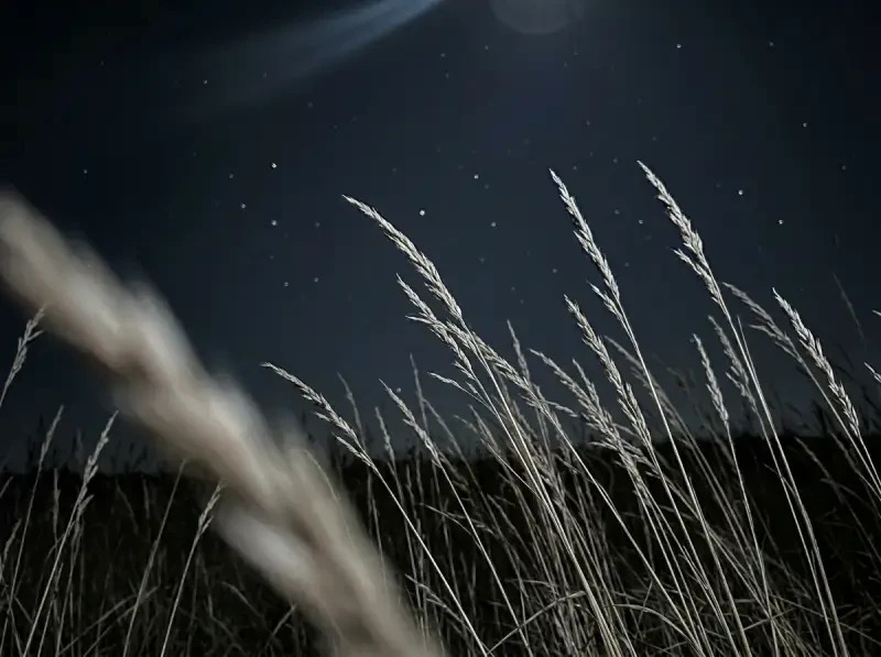 Grass stalks swaying against stars