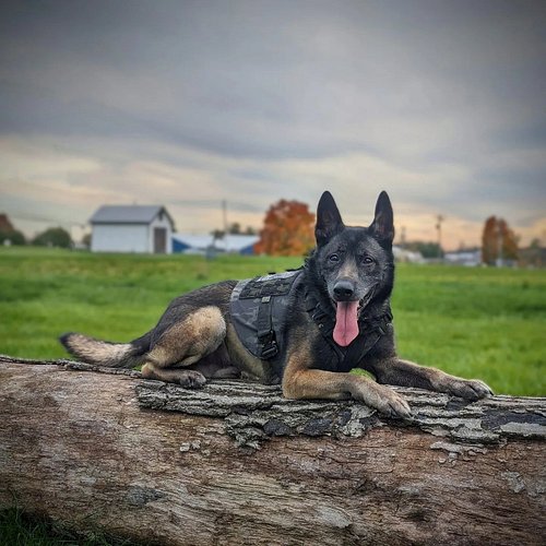 Thankful for the kind donations that allowed us to get @lofdefence body armor for K9s Ruck and Zeke!