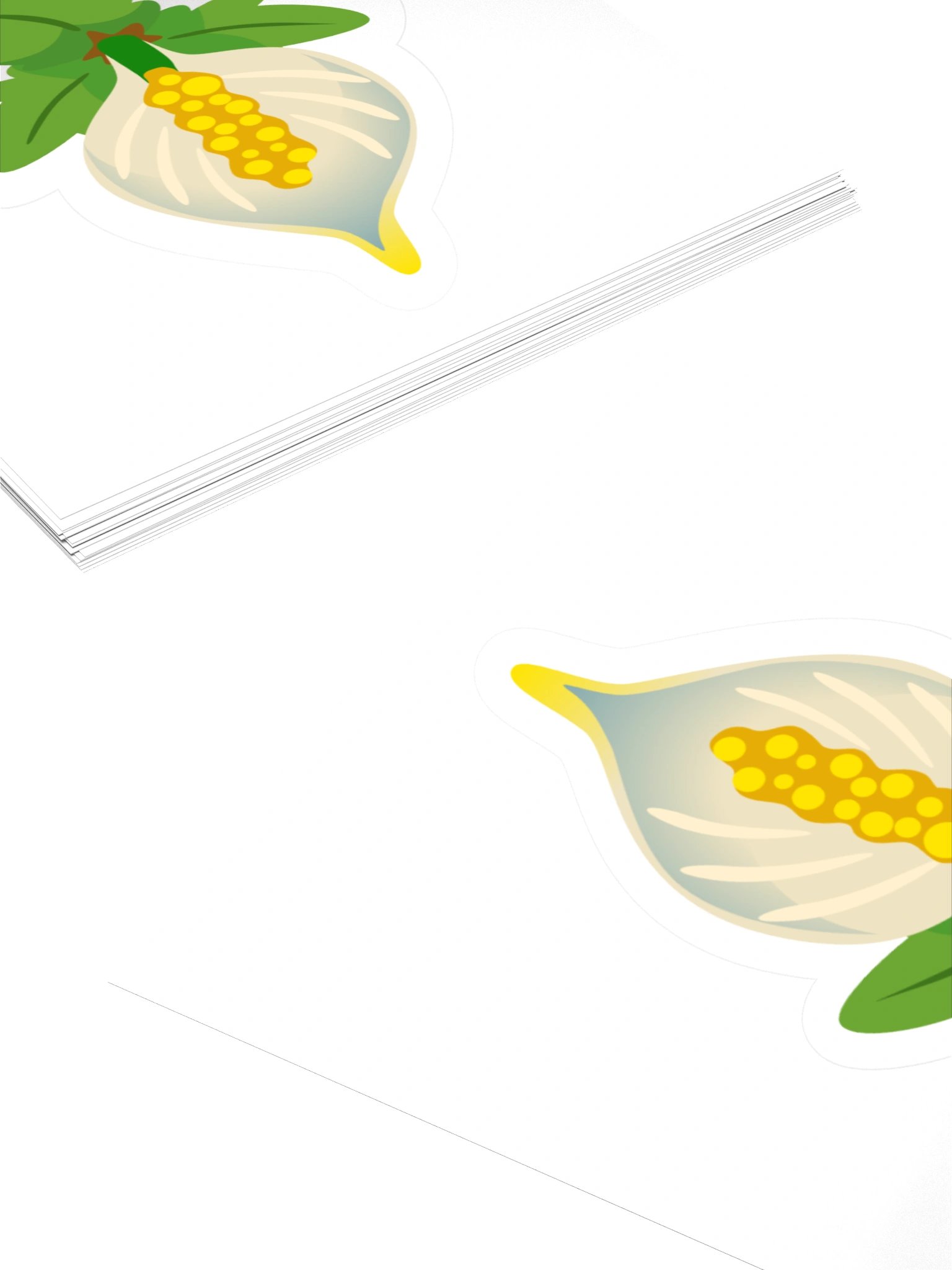 Lily product image (4)