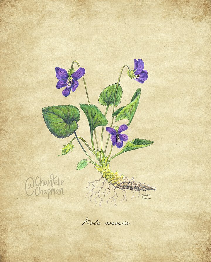 Wild Violet - Art Print product image (1)