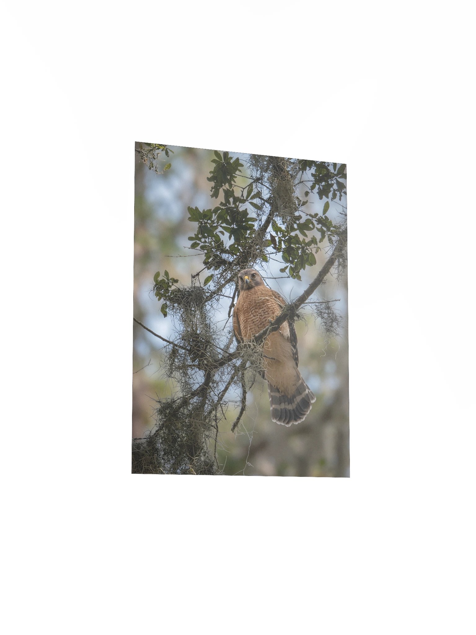 Red-Shouldered Hawk Perch product image (3)
