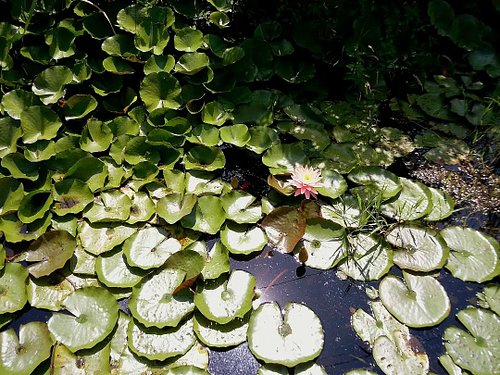 Aquarium 
@campsnapcamera