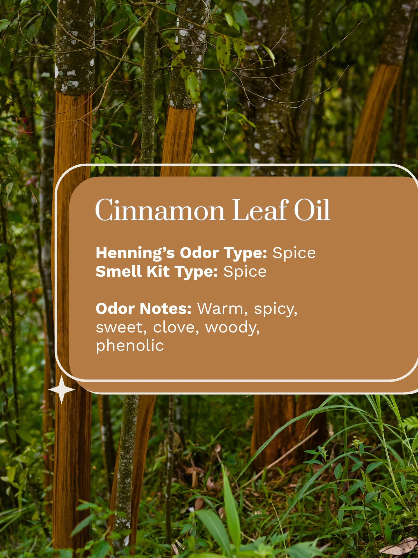 Olfaria Smell Training Kit | Set 3 | 5 Single-Note Essential Oils | Olfactory Training / Smell Loss product image (5)