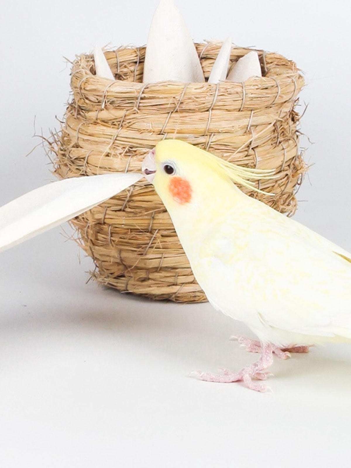 Cuttlebone product image (9)