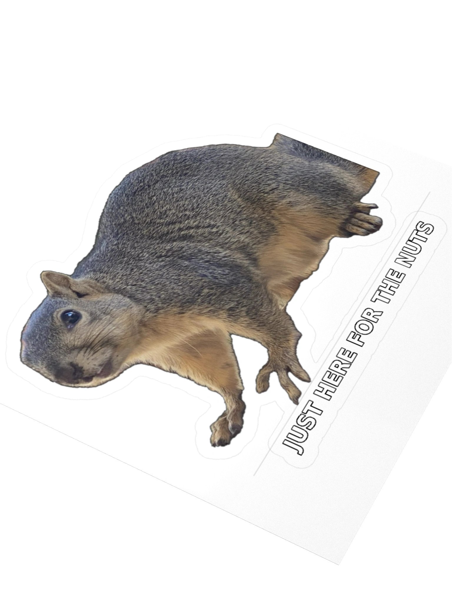 Squirrel Sticker In the Bone Zone product image (7)