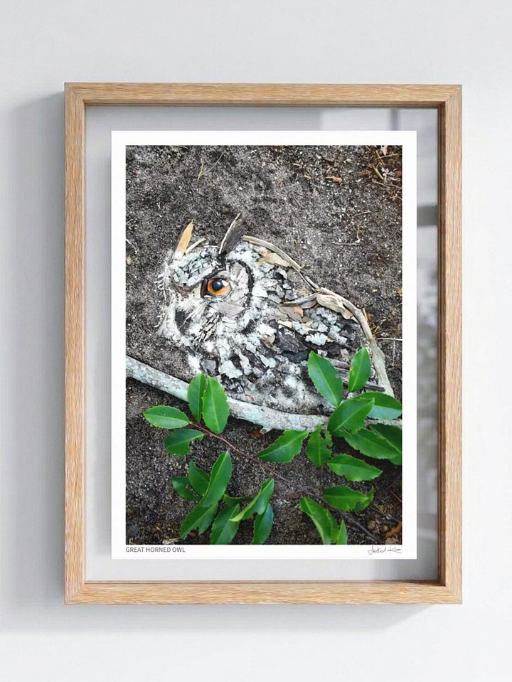 GREAT HORNED OWL | Fine Art Print product image (1)