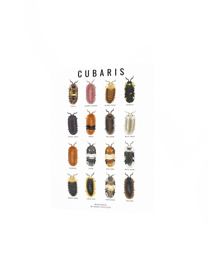 CUBARIS ISOPODS POSTER (WHITE) product image (2)