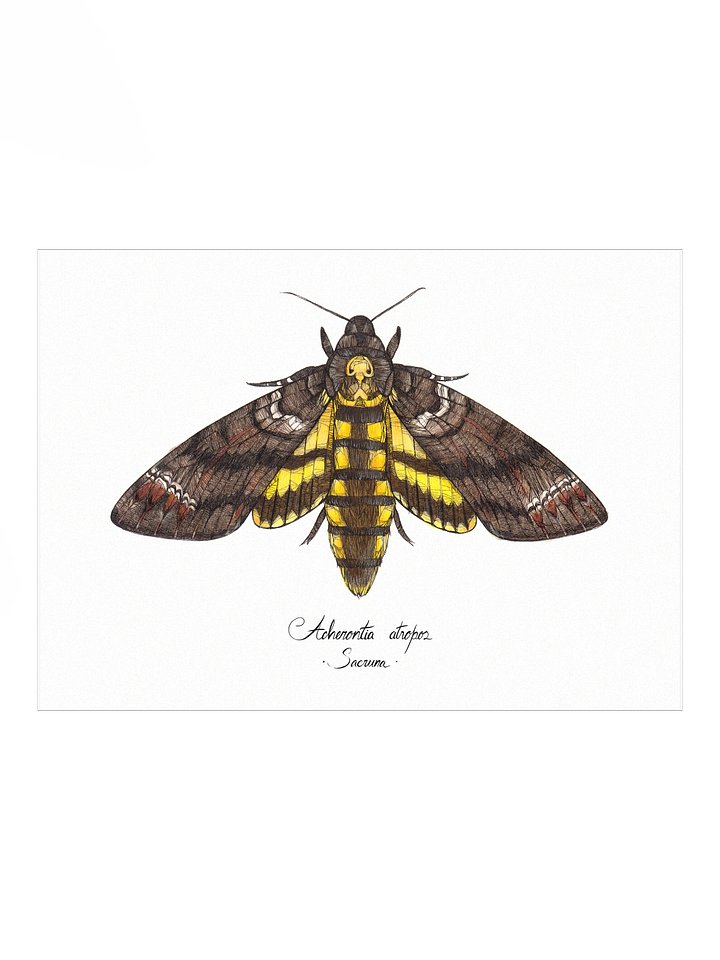 Acherontia Atropos • Print product image (1)