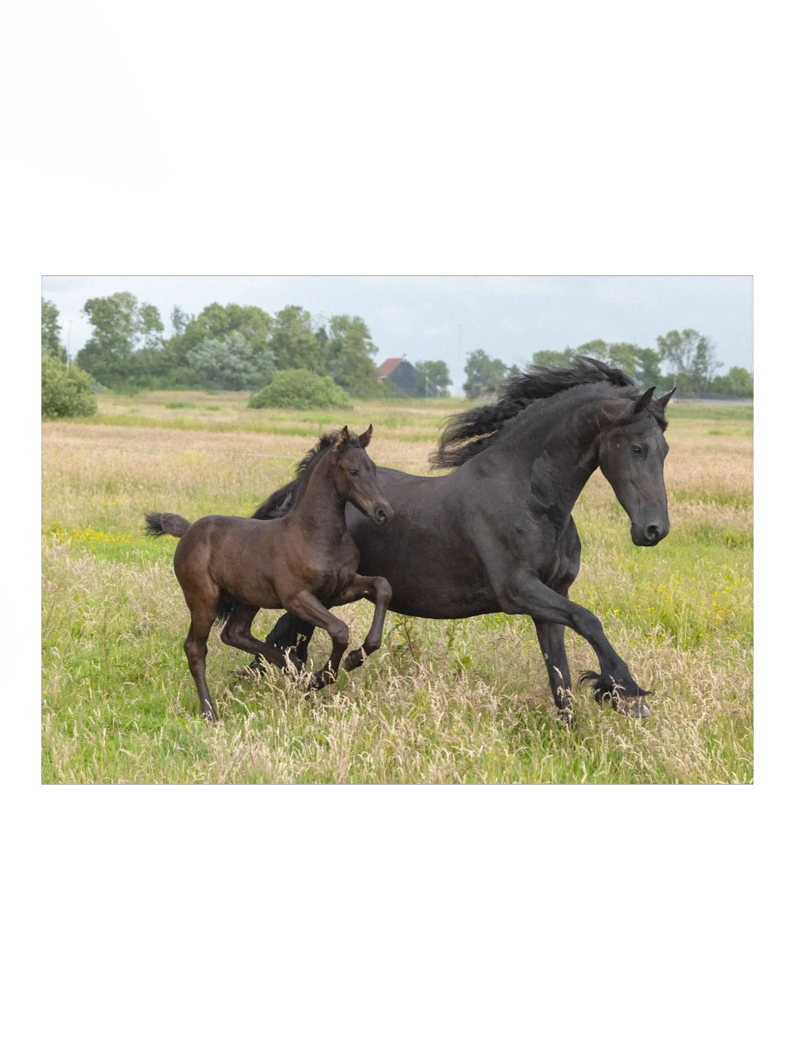 Saly & Elvis running product image (1)