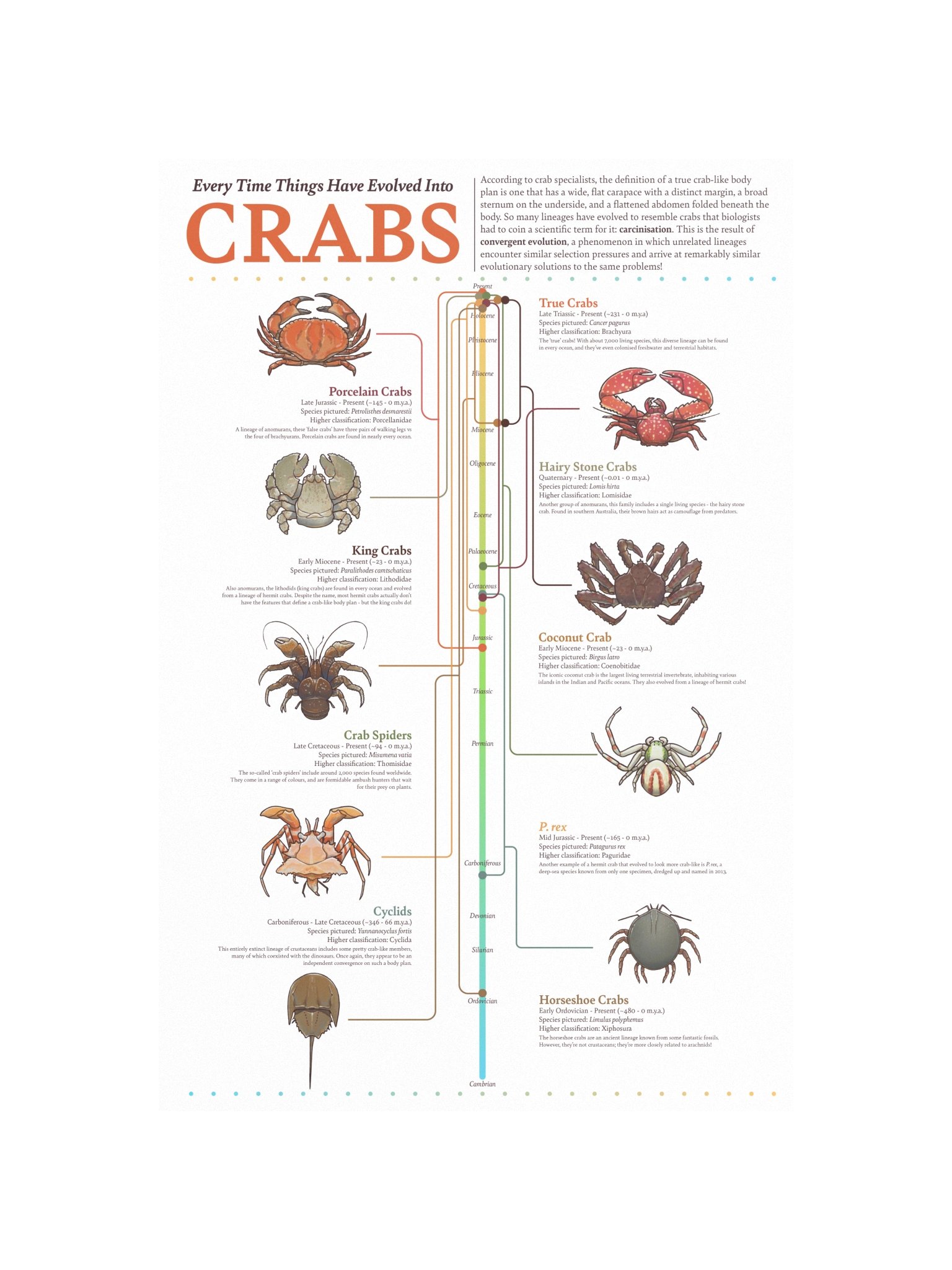 Crab Convergence Poster product image (4)