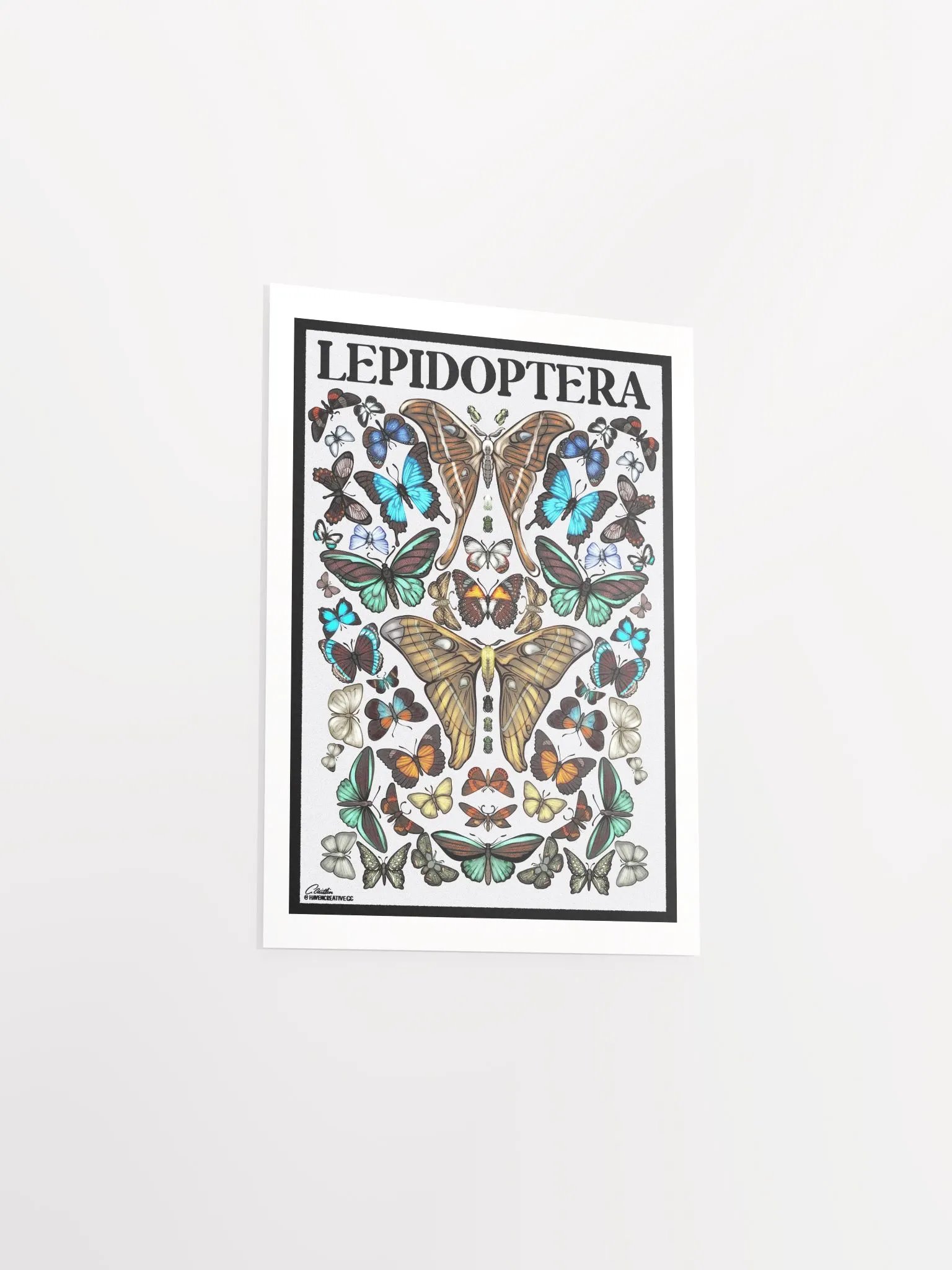 "Lepidoptera" Poster product image (3)