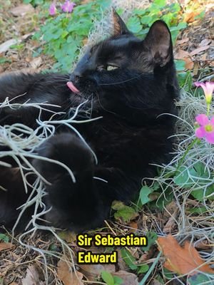 Outdoor adventures with Sebastian 🐈‍⬛️