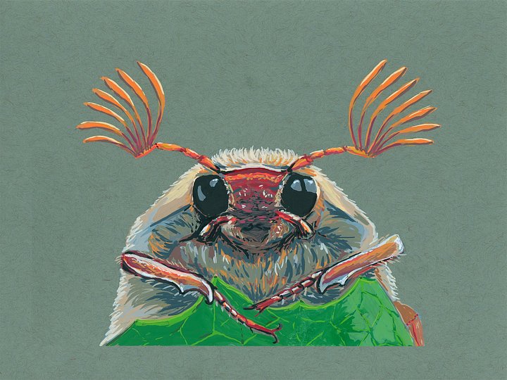Cockchafer - ORIGINAL product image (1)