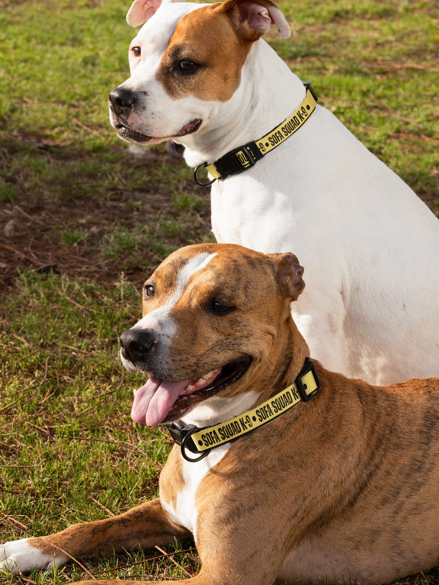 Sofa Squad K-9 Dog Collar product image (8)