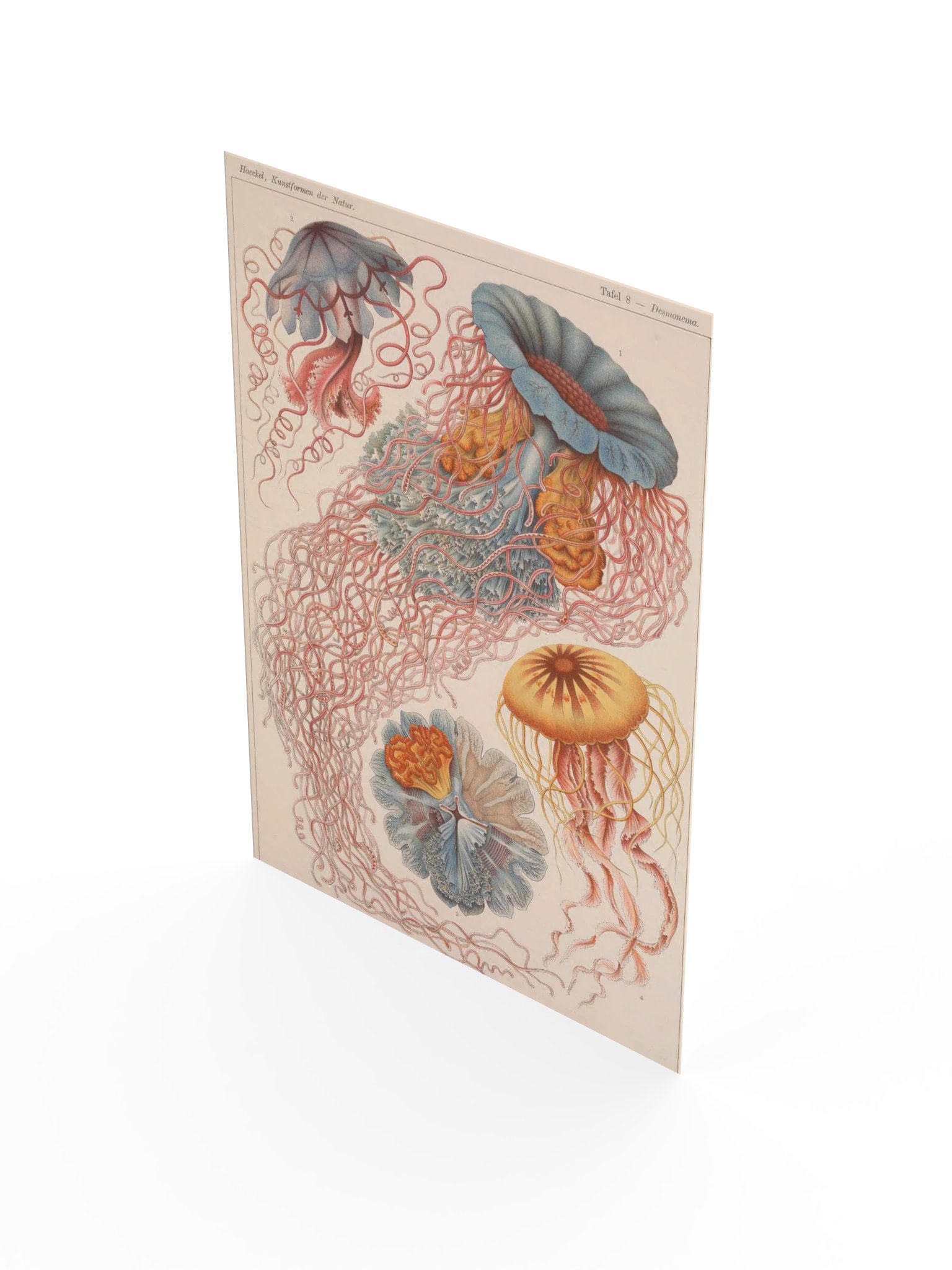 Discomedusae, Plate 8 – Haeckel Poster product image (3)