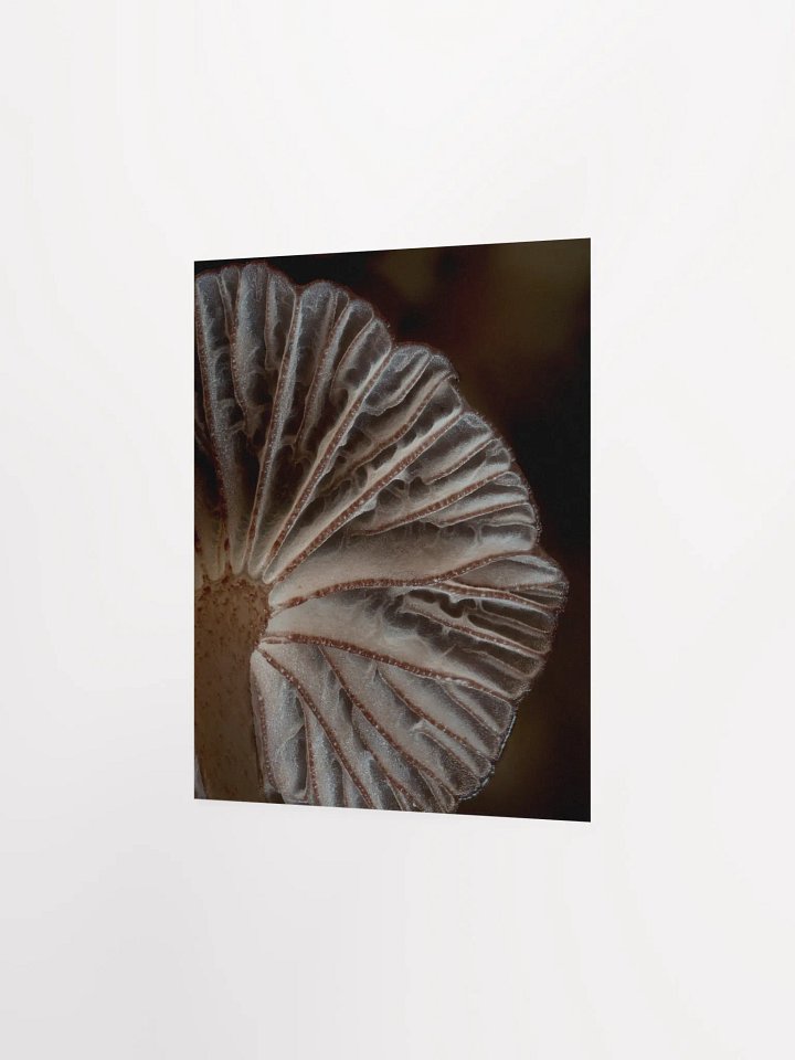 Purple Mycena Print product image (4)