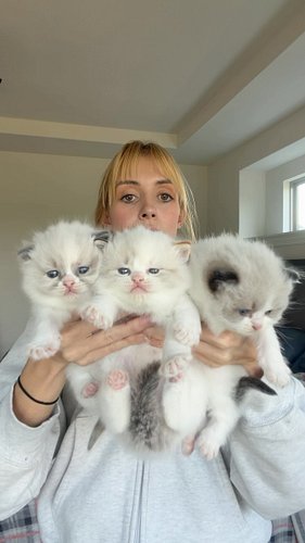 An update on the kittens