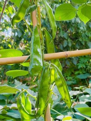Viral Kerala Shim uri plants hyacinth beans UK #london #vegetables #viralvideo #plants #viralvideos 