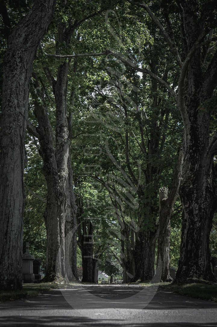 Tree-Lined Serenity product image (1)