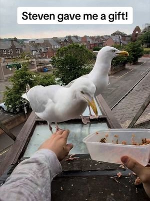 After all the salmon i’ve given him… today he showed up with something for me 🥹 #fyp #foryou #seagull #birds #feedingsteven