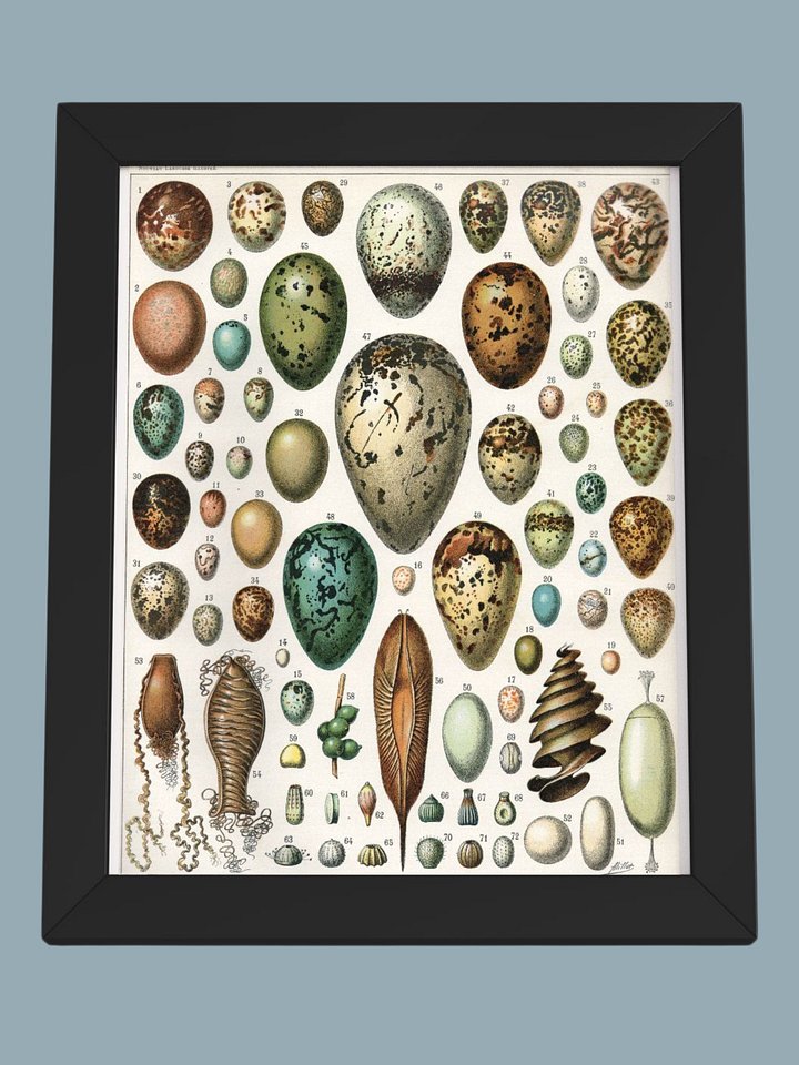 Oeufs, Nouveau Larousse Illustré 1897-1904 product image (1)