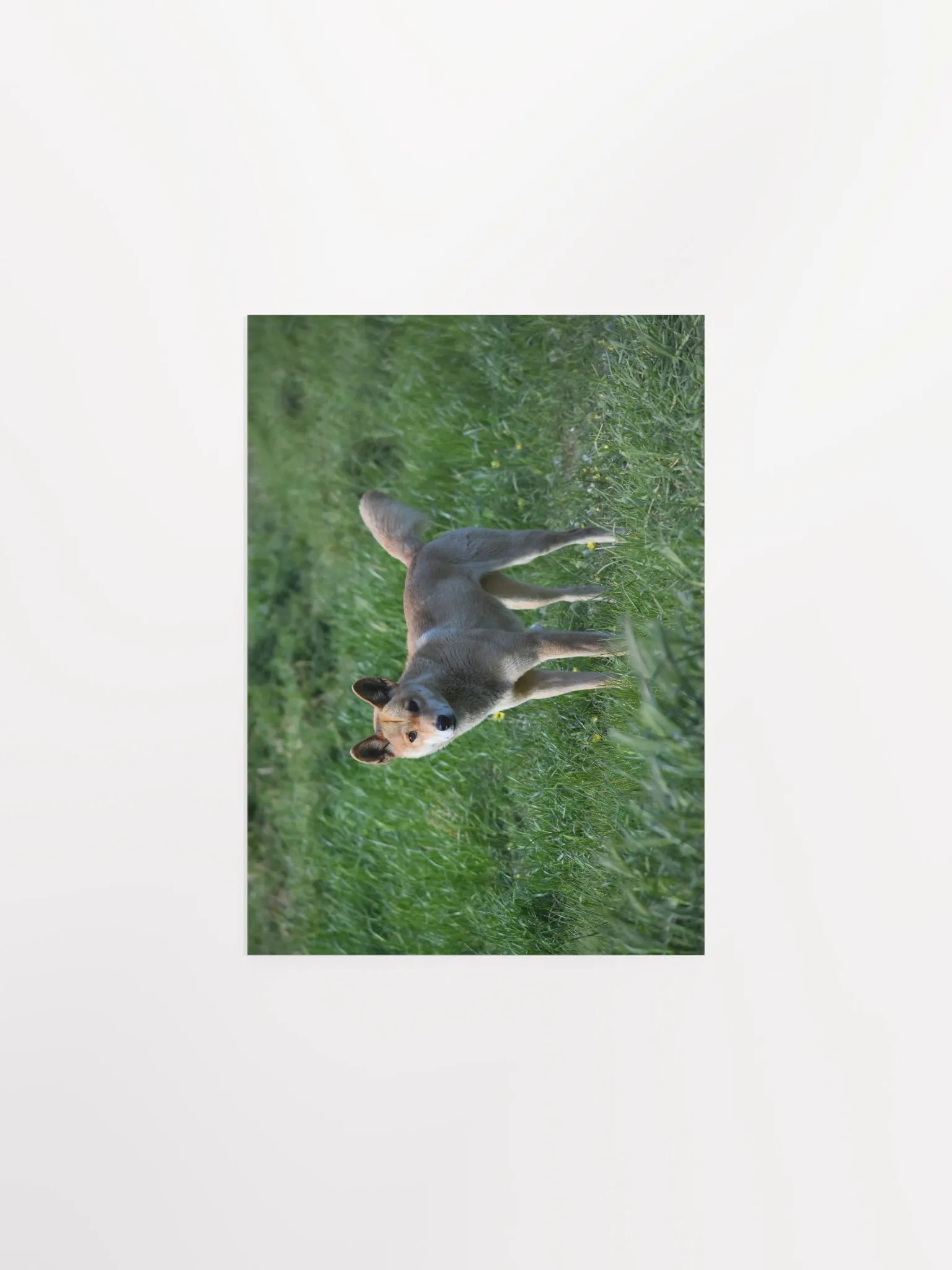 Dingo - 2 product image (1)