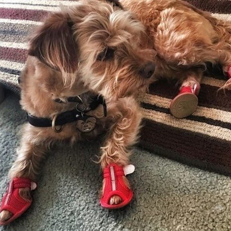 Dog Sandals product image (7)