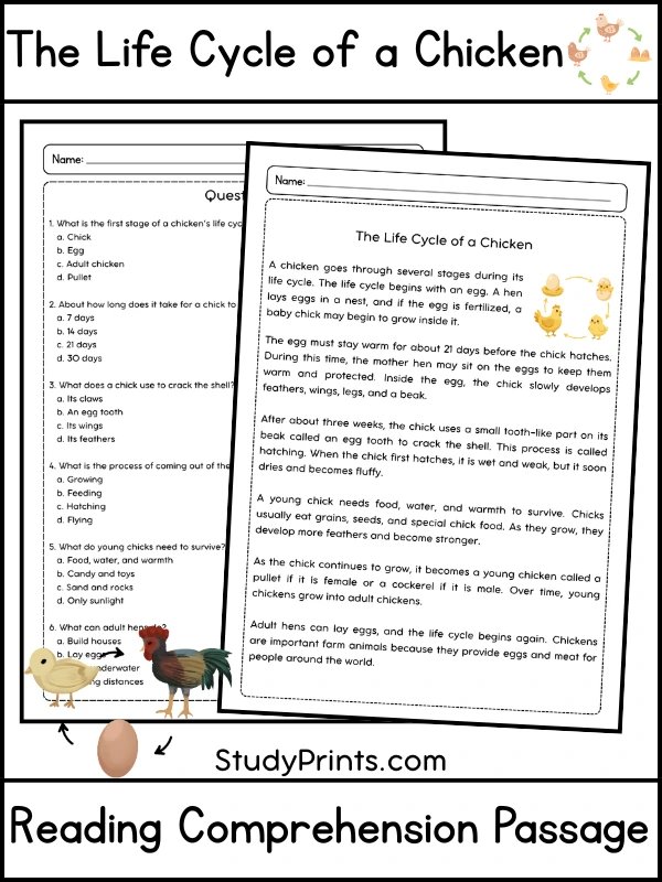 The Life Cycle of a Chicken Reading Comprehension Passage and Questions | Printable PDF product image (1)