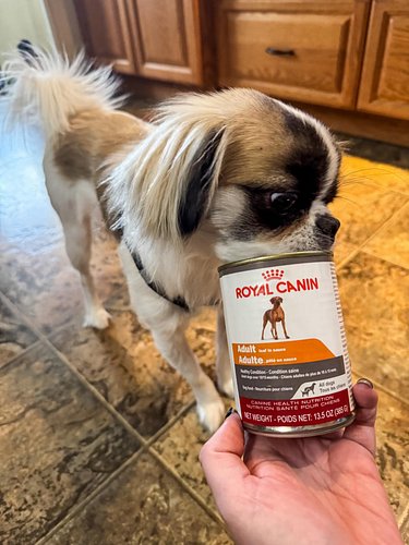 So good you can eat it from the can @influenster @RoyalCaninCanada #complimentary #royalcanin