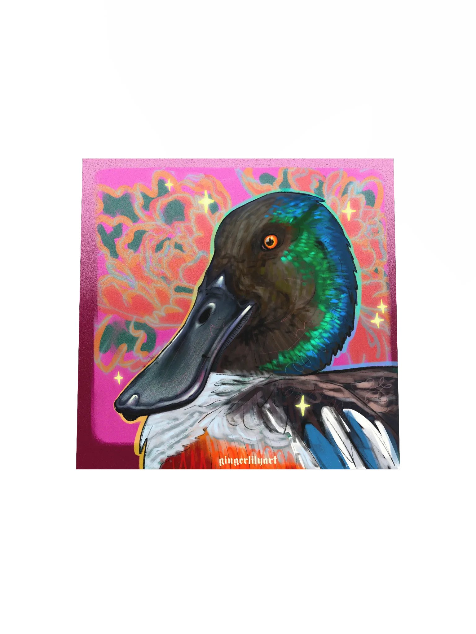 northern shoveler duck product image (8)