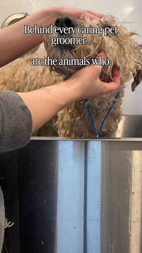 Behind every good pet groomer who is compassionate, cares and loves your pet 💜

Are animals who showed them unconditional lov...