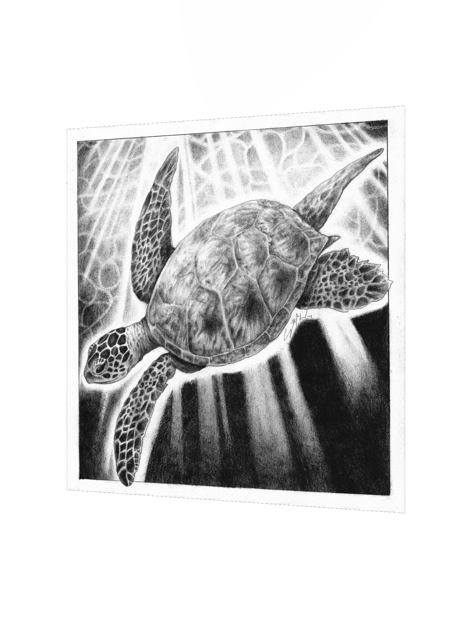 "Sea Turtle" product image (2)