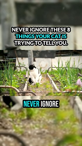 Never ignore these 8 things your cat is trying to tell you #cats #catlovers #catmom