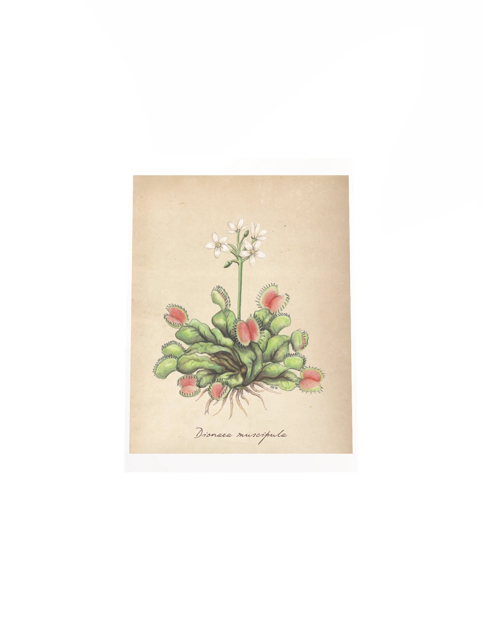 Venus Flytrap - Art Print product image (4)